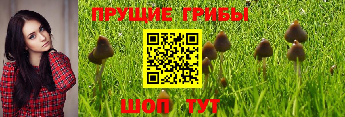купить наркоту  Вход с VPN  Приморско-Ахтарск  Галлюциногенные грибы GOLDEN TEACHER  Псилоцибиновые грибы MAGIC MUSHROOMS 